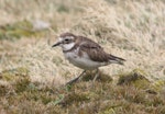 Banded dotterel | Pohowera. Juvenile Auckland Island banded dotterel. Enderby Island, Auckland Islands, November 2009. Image © Kate Beer by Kate Beer.