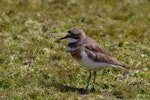 Banded dotterel | Pohowera. Adult male Auckland Island banded dotterel. Enderby Island, Auckland Islands, January 2007. Image © Ian Armitage by Ian Armitage.