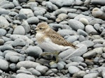 Banded dotterel | Pohowera. Juvenile. Kaikoura Peninsula, February 2013. Image © Alan Tennyson by Alan Tennyson.