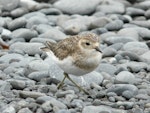 Banded dotterel | Pohowera. Juvenile walking. Kaikoura Peninsula, February 2013. Image © Alan Tennyson by Alan Tennyson.