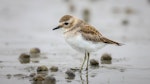 Banded dotterel | Pohowera. Juvenile. Opawa River, Blenheim, February 2020. Image © Derek Templeton by Derek Templeton.