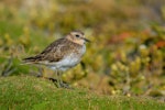 Banded dotterel | Pohowera. Juvenile, ssp exilis. Enderby Island, Auckland Islands, January 2018. Image © Mark Lethlean by Mark Lethlean.