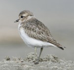 Banded dotterel | Pohowera. Juvenile. Manawatu River estuary, March 2012. Image © Phil Battley by Phil Battley.