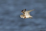 Banded dotterel | Pohowera. Male non-breeding plumage in flight showing underwing. Ashley estuary, Canterbury, May 2016. Image © Mike Ashbee by Mike Ashbee.