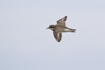 Banded dotterel | Pohowera. In flight. Spirits Bay, November 2011. Image © Raewyn Adams by Raewyn Adams.