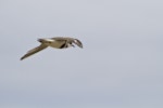 Banded dotterel | Pohowera. In flight. Spirits Bay, November 2011. Image © Raewyn Adams by Raewyn Adams.