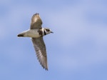 Banded dotterel | Pohowera. Adult in flight showing under wings. Ashley River, Canterbury, November 2016. Image © Kathy Reid by Kathy Reid.