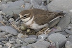 Banded dotterel | Pohowera. Adult female on nest eggs visible. Kaitorete Spit, Canterbury, September 2012. Image © Steve Attwood by Steve Attwood.