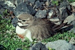 Banded dotterel | Pohowera. Adult male on nest. Rakaia River, October 1977. Image © Department of Conservation by Dick Veitch.