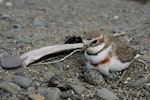 Banded dotterel | Pohowera. Female settling on nest. Napier, September 2012. Image © Tim Rumble by Tim Rumble.