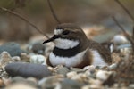 Banded dotterel | Pohowera. Close view of adult on nest. Mataura River, Southland, September 2011. Image © Glenda Rees by Glenda Rees.