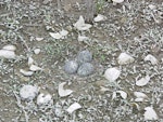Banded dotterel | Pohowera. Eggs in nest on flooded saltmarsh. Moana Roa, September 2010. Image © Peter Frost by Peter Frost.