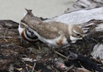 Banded dotterel | Pohowera. Male taking over incubating duties from the female at nest of 3 eggs. Mokihinui River, December 2009. Image © Kathy Reid by Kathy Reid.