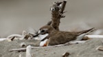 Banded dotterel | Pohowera. Male on nest. Waikanae River estuary, January 2019. Image © Roger Smith by Roger Smith.
