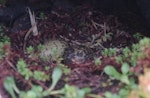 Banded dotterel | Pohowera. Auckland Island banded dotterel nest with 2 eggs (under rock slab). Enderby Island, Auckland Islands, January 2018. Image © Colin Miskelly by Colin Miskelly.