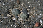 Banded dotterel | Pohowera. Nest with 2 eggs. Wanganui, November 2012. Image © Ormond Torr by Ormond Torr.