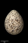 Banded dotterel | Pohowera. Egg (31.7 x 24.9 mm). NMNZ OR.030244, collected by Kate Beer. Tekapo River, October 2017. Image © Te Papa by Jean-Claude Stahl.
