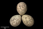 Banded dotterel | Pohowera. Clutch. NMNZ OR.030244, collected by Kate Beer. Tekapo River, October 2017. Image © Te Papa by Jean-Claude Stahl.