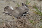 Banded dotterel | Pohowera. Male giving broken wing display. Ashley River, Canterbury, November 2010. Image © Peter Reese by Peter Reese.