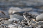 Banded dotterel | Pohowera. Chick. Clutha River, Bendigo, November 2011. Image © Craig McKenzie by Craig McKenzie.
