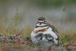 Banded dotterel | Pohowera. Adult brooding chick. Ohau River delta, Mackenzie Country, November 2006. Image © Craig McKenzie by Craig McKenzie.