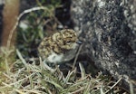 Banded dotterel | Pohowera. Auckland Island banded dotterel chick. Adams Island, Auckland Islands, December 1973. Image © Department of Conservation (image ref: 10031488) by Rod Morris, Department of Conservation.