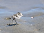 Banded dotterel | Pohowera. Chick. Waikuku Beach, North Canterbury, December 2018. Image © Kelly Johnson by Kelly Johnson.