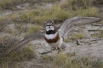 Banded dotterel | Pohowera. Adult male distraction display near nest. Ashley estuary, Canterbury, September 2012. Image © Steve Attwood by Steve Attwood.