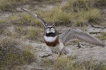Banded dotterel | Pohowera. Adult male defensive distraction display. Ashley estuary, Canterbury, October 2012. Image © Steve Attwood by Steve Attwood.
