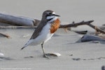 Banded dotterel | Pohowera. Adult breeding male in territorial dispute with another male. Waikanae River estuary, November 2017. Image © Imogen Warren by Imogen Warren.