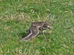 Banded dotterel | Pohowera. Adult female giving broken-wing display. Whanganui airport, August 2009. Image © Peter Frost by Peter Frost.