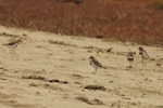 Banded dotterel | Pohowera. Flock on the beach. Whitford, Auckland, January 2008. Image © Art Polkanov by Art Polkanov.