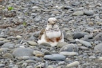 Banded dotterel | Pohowera. Partially leucistic adult female on nest. Onoke Spit, Wairarapa, October 2020. Image © Dougal MacKenzie by Dougal MacKenzie.