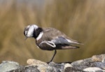 Banded dotterel | Pohowera. Adult male after scratching its head. Boulder Bank, Nelson, October 2015. Image © Rebecca Bowater by Rebecca Bowater FPSNZ AFIAP.