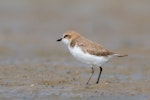 Siberian sand plover. Non-breeding adult. Wellington Point, Queensland, March 2018. Image © Terence Alexander 2018 birdlifephotography.org.au by Terence Alexander.