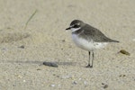 Siberian sand plover. Non-breeding adult. Culburra Area, New South Wales, January 2016. Image © Trevor Bullock 2016 birdlifephotography.org.au by Trevor Bullock.