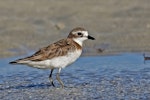 Siberian sand plover. Non-breeding adult. Chilli Beach, Cape York, Queensland, August 2016. Image © Paul Jensen 2018 birdlifephotography.org.au by Paul Jensen.