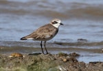 Siberian sand plover. Adult in non-breeding plumage. Cairns, Queensland, January 2014. Image © Richard Else by Richard Else.