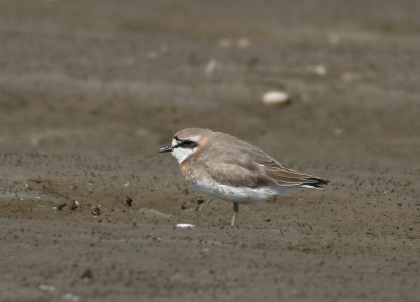 Siberian sand plover. Adult in breeding plumage. Saemangeum, South Korea, April 2007. Image © Phil Battley by Phil Battley.