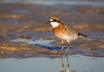 Siberian sand plover. Breeding plumage. Broome, Western Australia, March 2015. Image © Ric Else by Ric Else.