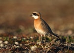 Siberian sand plover. Adult in breeding plumage. Bering Sea coast near Meinypilgyno, Chukotka, June 2008. Image © Sergey Golubev by Sergey Golubev.
