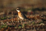 Siberian sand plover. Adult in breeding plumage. Bering Sea coast near Meinypilgyno, Chukotka, June 2008. Image © Sergey Golubev by Sergey Golubev.