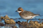 Siberian sand plover. Adult male in breeding plumage. Wellington Point, Queensland, March 2020. Image © Terence Alexander 2020 birdlifephotography.org.au by Terence Alexander.