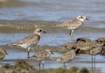Siberian sand plover. Non-breeding plumage (bird on left). Comparison with greater sand plover (right). Red-necked stints on foreground. Cairns, Queensland, January 2014. Image © Ric Else by Ric Else.