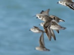 Siberian sand plover. Non-breeding adult in flight. Roebuck Bay, Broome, Western Australia, July 2019. Image © Tim Van Leeuwen 2019 birdlifephotography.org.au by Tim Van Leeuwen.