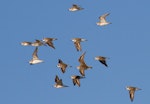 Siberian sand plover. Flock in flight showing birds from different angles. Broome, Western Australia, May 2015. Image © Ric Else by Ric Else.