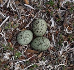 Siberian sand plover. Nest with 3 eggs. Bering Sea coast near Meinypilgyno, Chukotka, June 2008. Image © Sergey Golubev by Sergey Golubev.