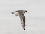 Siberian sand plover. Non-breeding adult in flight. Chilli Beach, Kutini-Payanu (Iron Range) National Park, Queensland, January 2017. Image © John Barkla 2018 birdlifephotography.org.au by John Barkla.
