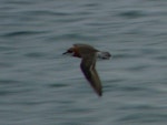Siberian sand plover. Bird in breeding plumage, in flight. Pohnpei, Federated States of Micronesia, April 2009. Image © Glenn McKinlay by Glenn McKinlay.