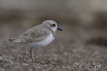 Greater sand plover. Adult. Awarua Bay, September 2016. Image © Glenda Rees by Glenda Rees.